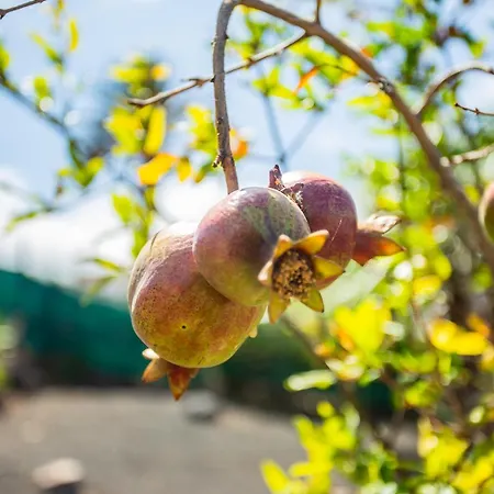 Eco Casa Alma,montana, Campo Y Playa 아파트 *