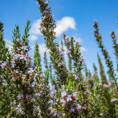 Eco Casa Alma,montana, Campo Y Playa 아파트
